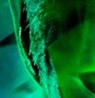 Avatar de Usuario