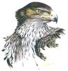 Avatar de Usuario