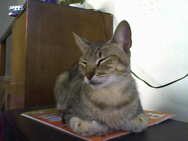 Avatar de Usuario