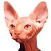 Avatar de Usuario